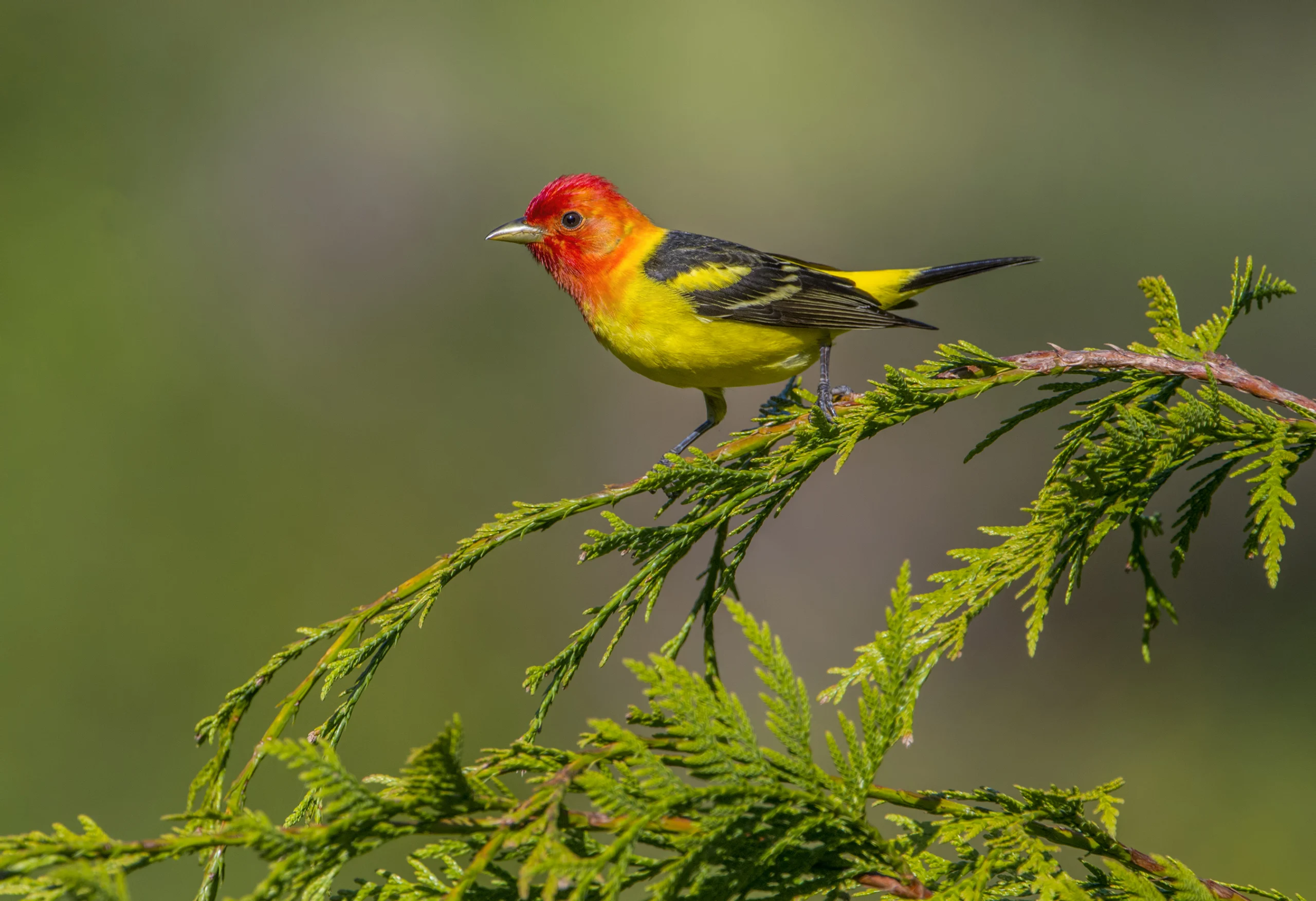 A male Western Tanager, one of several tanager species found in the United States and Canada.