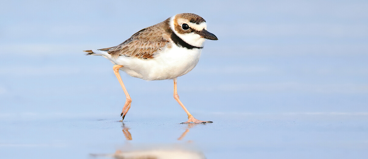 Wilson's Plover is one of several beach birds that ABC helps to protect.