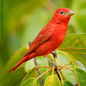 Summer Tanagers are found throughout much of the eastern United States.