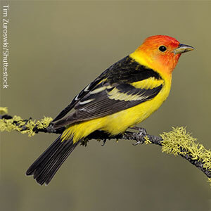 Western Tanagers are threatened by mismanagement of Douglis-fir forests.