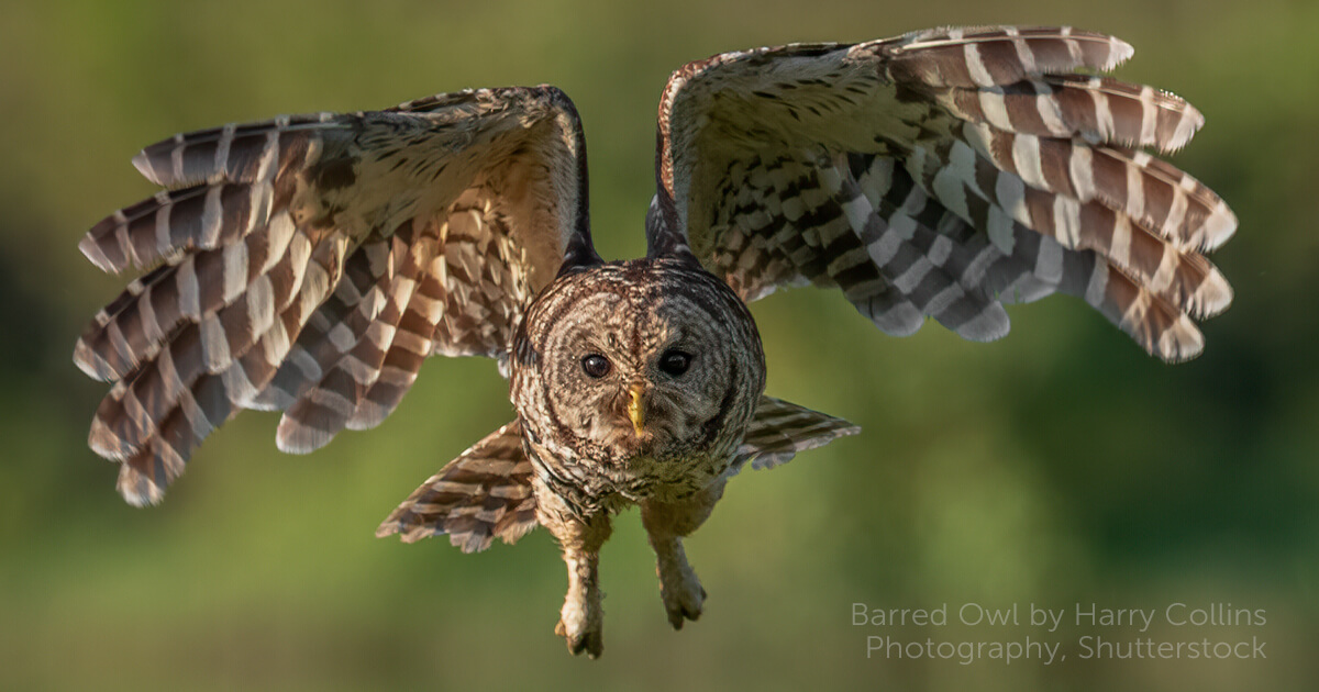 barred owl wingspan