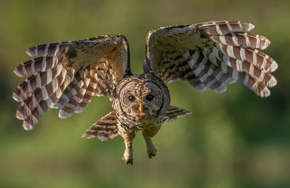 Barred Owl - American Bird Conservancy