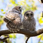 Barred Owlets typically leave the nest before they can fly. Photo by critterbiz, Shutterstock.