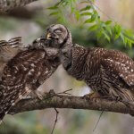 Barred owl in the Everglades, Florida, preening each other. Photo by Harry Collins Photography, Shutterstock.