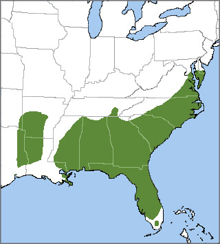 Brown-headed Nuthatch range map
