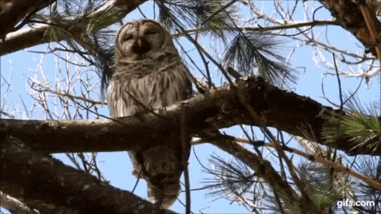 Barred Owl regurgitating pellet