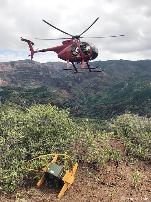 Song meters in Kaua'i