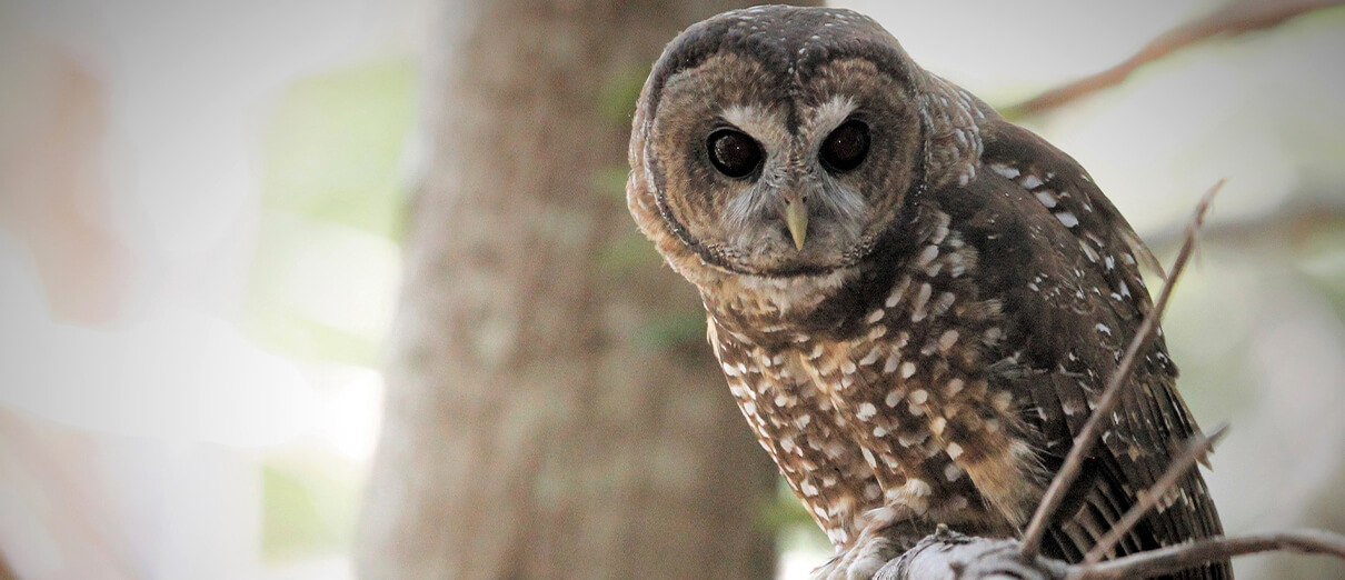 Northern Spotted Owl