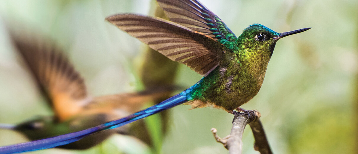 Violet-tailed Sylph