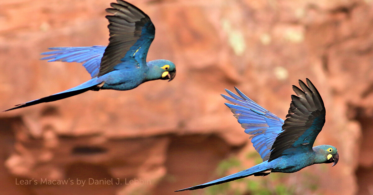 lears macaw ornithology terbaru