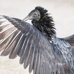 Black Vulture sunning