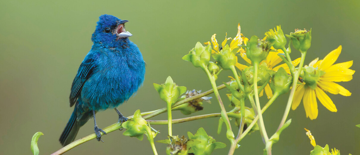 Indigo Bunting