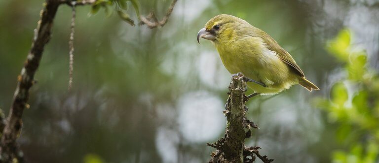 Mosquito Birth Control and the Fight to Save Hawaiian Honeycreepers