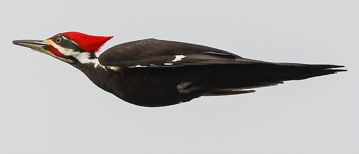 Pileated Woodpecker