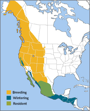 Violet-green Swallow range map