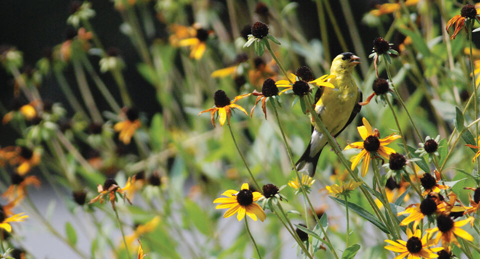 American Goldfinch by Daniel J. Lebbin