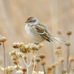 American Tree Sparrow by Amy Johnson