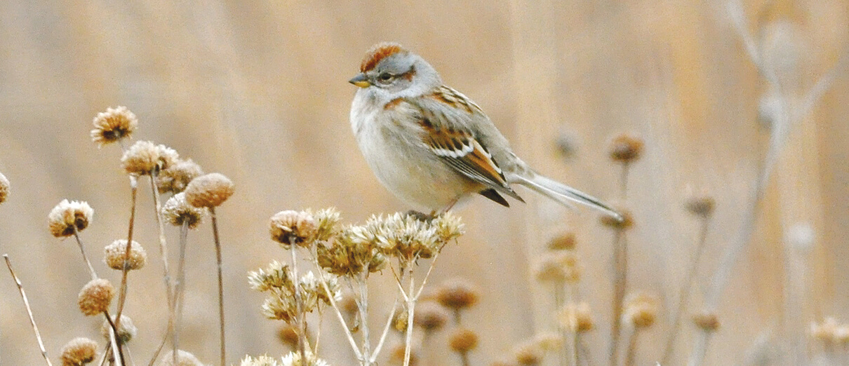 American Tree Sparrow by Amy Johnson