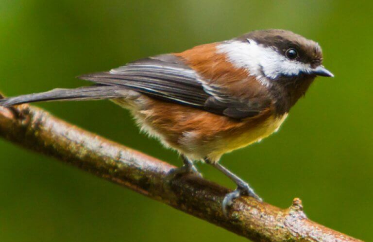 Chestnut-backed Chickadee