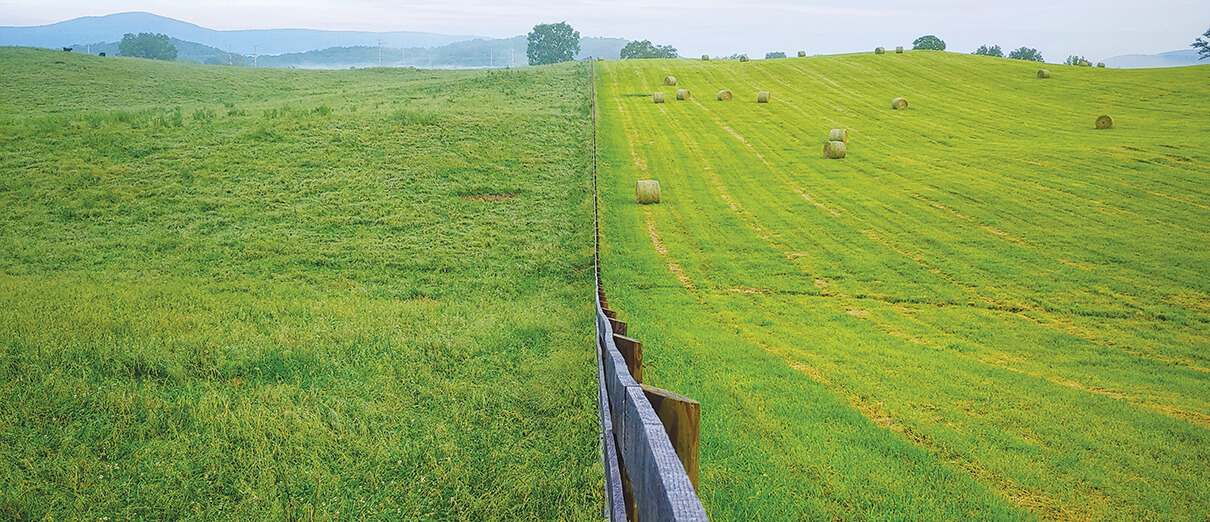 Virginia grassland by Amy Johnson