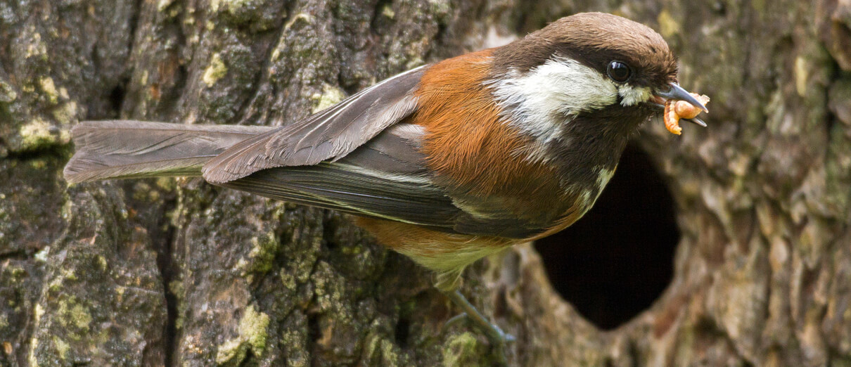 Chestnut-backed Chickadee at nest cavity
