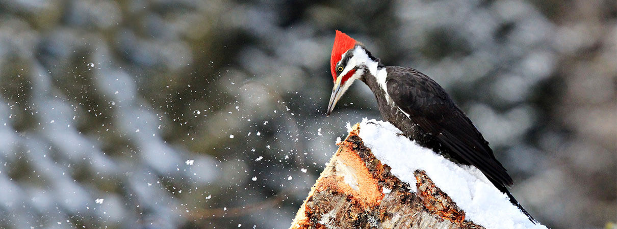 Pileated Woodpecker by Jesse Seniunas/Shutterstock
