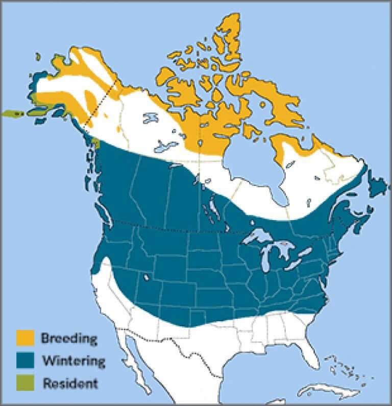 Snow Bunting - American Bird Conservancy