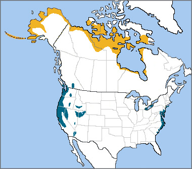 Tundra Swan range map