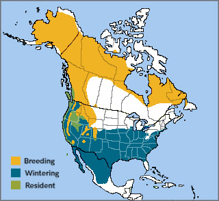White-crowned Sparrow range map