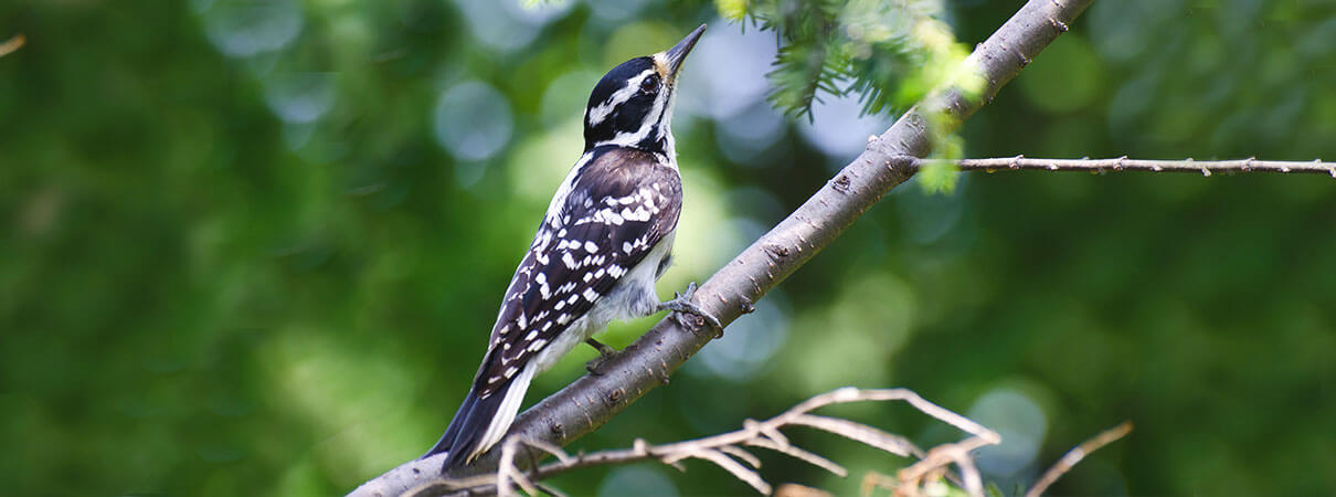 Hairy Woodpecker by female_rck_953/Shutterstock