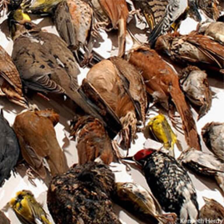 Glass collisions preventing bird window strikes abc