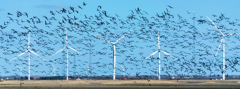 how-many-birds-are-killed-by-wind-turbines-focusing-on-wildlife