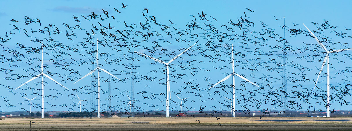 American Bird Conservancy took a look at the facts to estimate the number of birds killed by wind turbines.