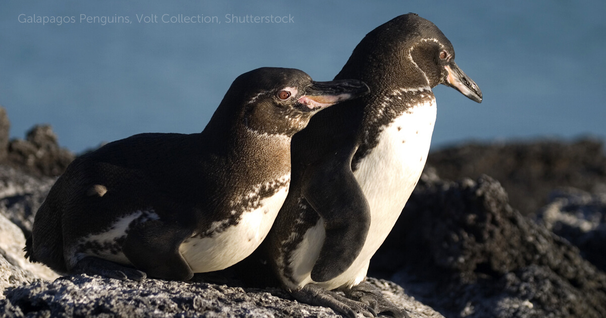 Galapagos penguin, Endangered Species, Habitat & Diet