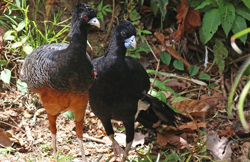 Blue-billed Curassow pair by David Fisher, Neotropical Bird Club