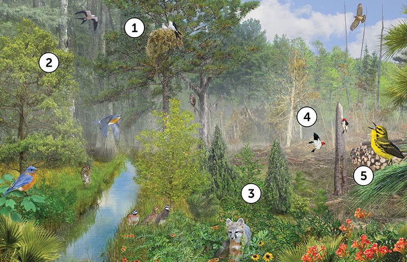 Managing Bird Habitat in Southeastern Working Forests ABC