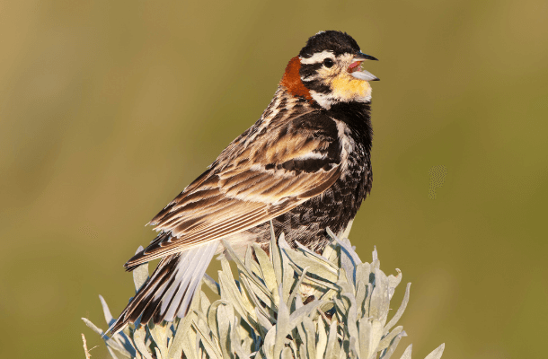 Chestnut-collared Longspurs are among the beneficiaries of windmill removal in eastern Montana. Photo by Tim Zurowski