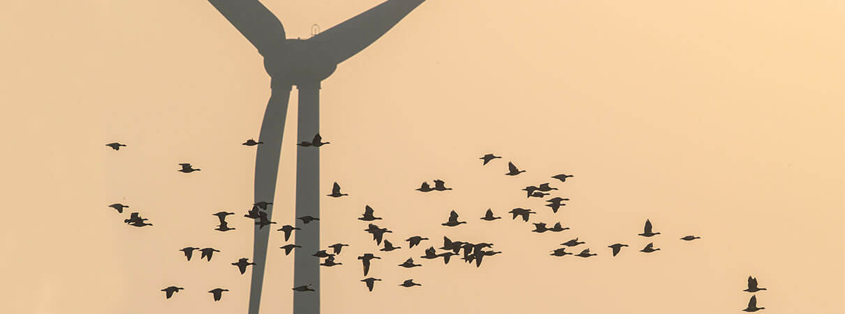 Hundreds of thousands of birds are killed by wind turbines each year in the United States