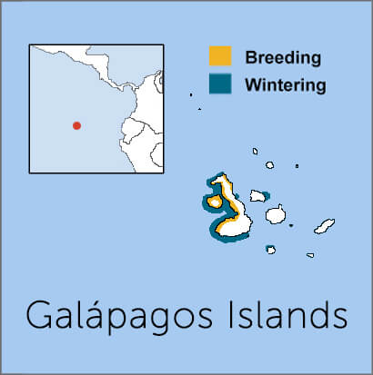 Galapagos penguin, Endangered Species, Habitat & Diet