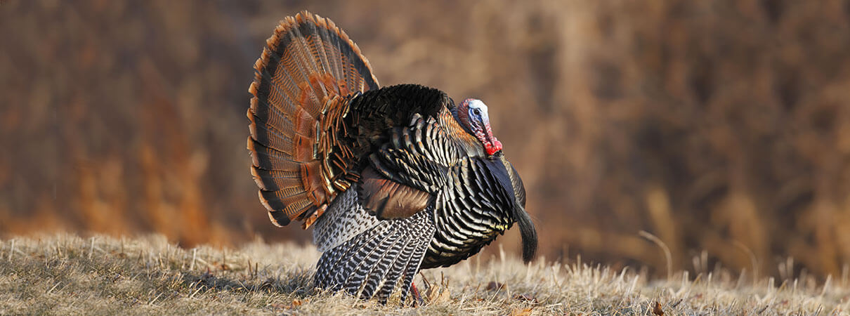 The question of how long do birds live is complicated. Wild Turkeys can live up to 15 years.