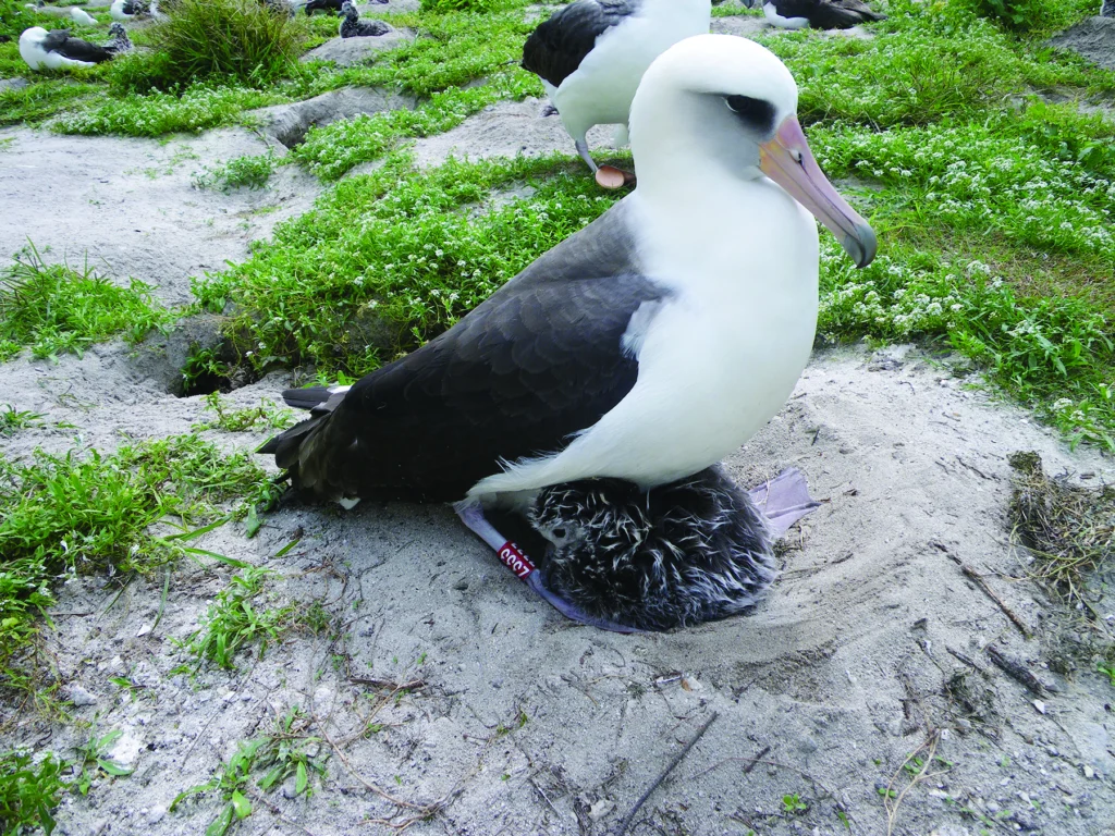 Wisdom the Laysan Albatross broods a chick.