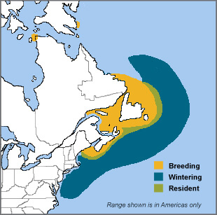 Atlantic Puffin range map