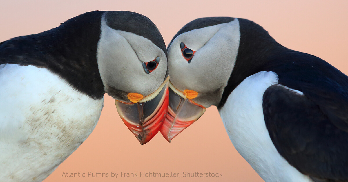 Maine's puffin colonies recovering in the face of climate change