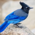Steller's Jay. Photo by dimostudio, Shutterstock.