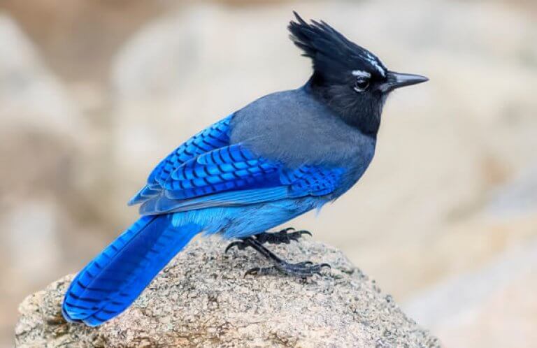 Steller's Jay. Photo by dimostudio, Shutterstock.