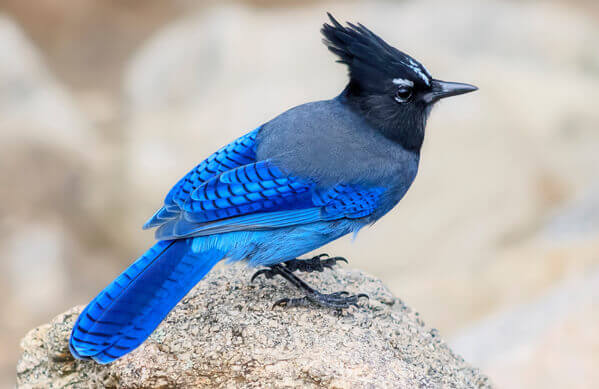 Blue bird on red stone. Steller's jay. Blue jay. Native to western