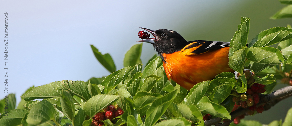 Baltimore Oriole with berry by Jim Nelson/Shutterstock