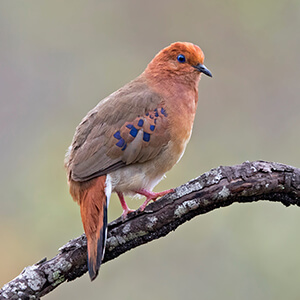 Blue-eyed Ground-Dove