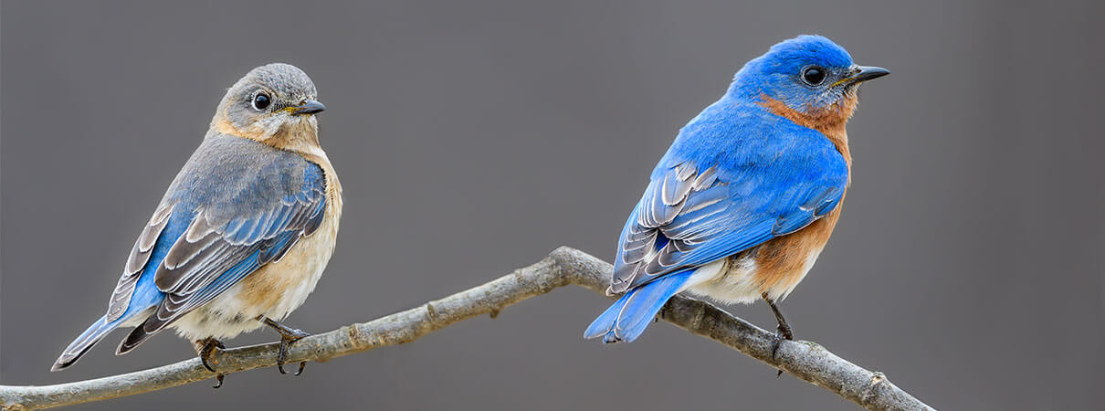 Eastern Bluebirds are one type of many winter birds