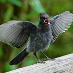 Steller's Jay juvenile. Photo by Sue Harper Photography, Shutterstock.